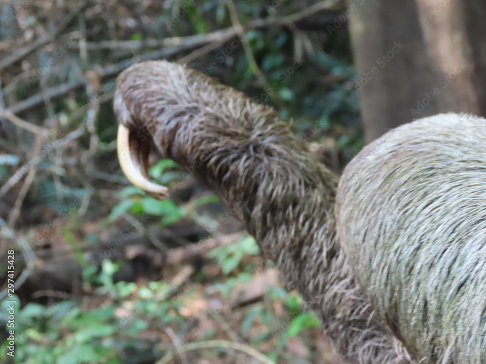 sloth in the jungle sloth in the jungle
