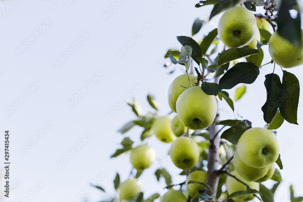 Beautiful tasty green apple on branch of apple tree in orchard. Autumn harvest in the garden outside. Village, rustic style. Copy space. Beautiful tasty green apple on branch of apple tree in orchard. Autumn harvest in the garden outside. Village, rustic style. Copy space.
