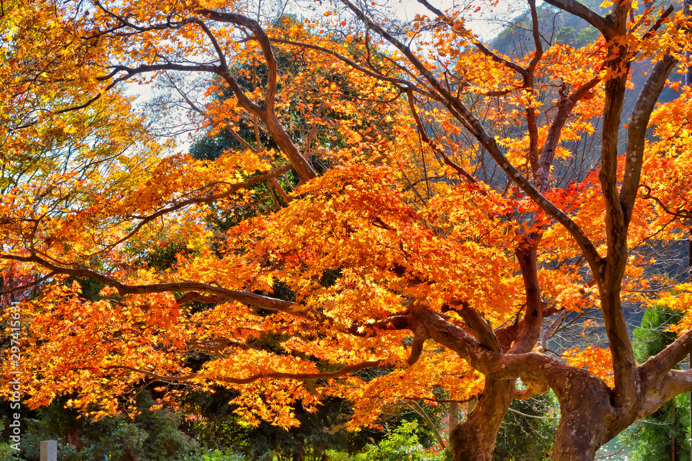 嵐山の紅葉 嵐山の紅葉