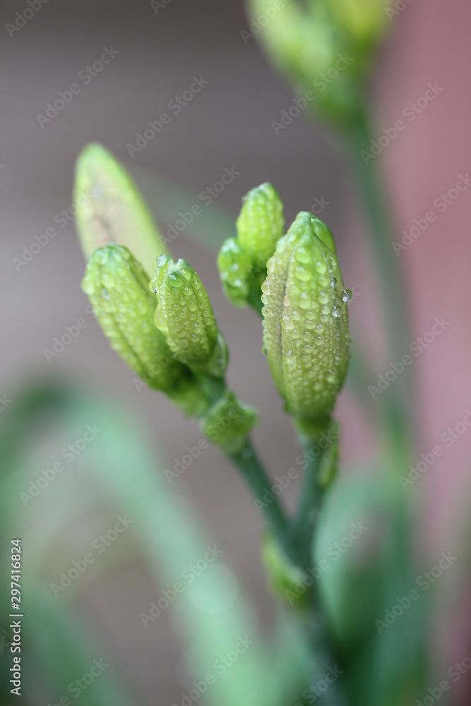 Lily Buds I Lily Buds I