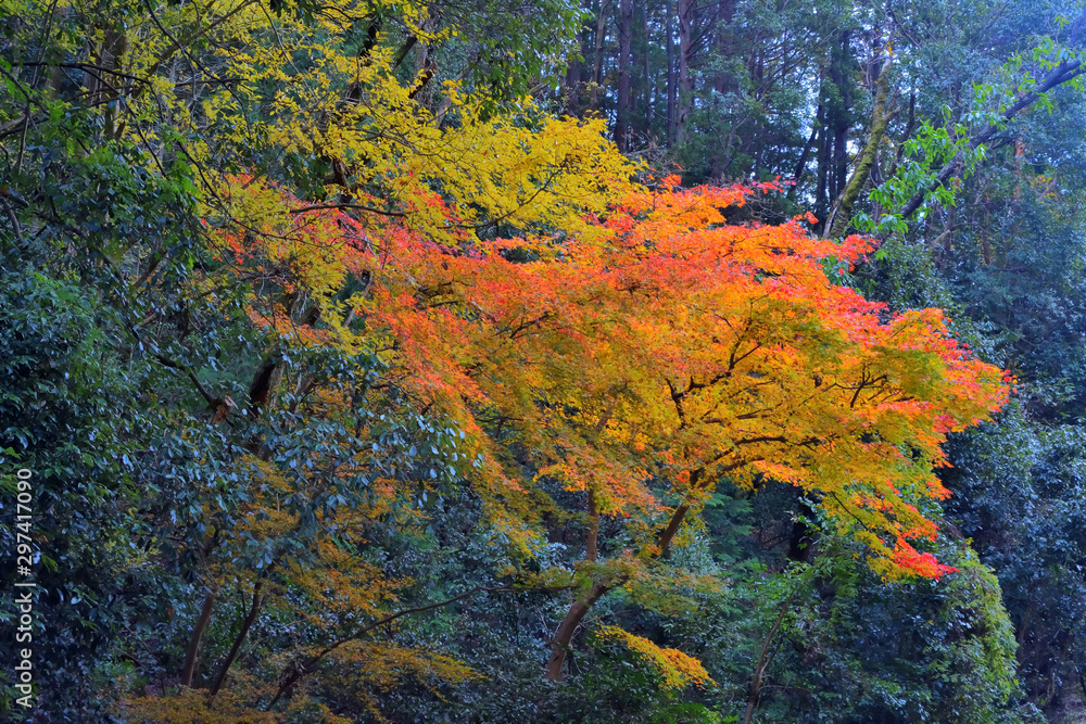 嵯峨野の紅葉