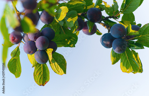 Photography ripe plums on tree