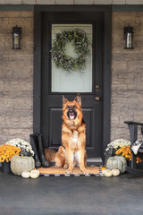 German Shepherd dog sitting on front porch decorated for Thanksgiving Day with homemade wreath hanging on door. Heirloom gourds,  white pumpkins, rain boots and mums giving an inviting atmosphere.