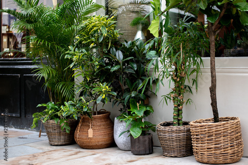 A boutique plant shop in the city of London.