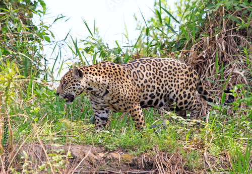 Beautiful side profile of a full bodied jaguar  Panthera Onca  walking along the shoreline of the Pantanal River in Mto Grosso  Brazil