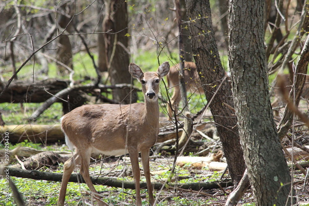 deer in the forest deer in the forest
