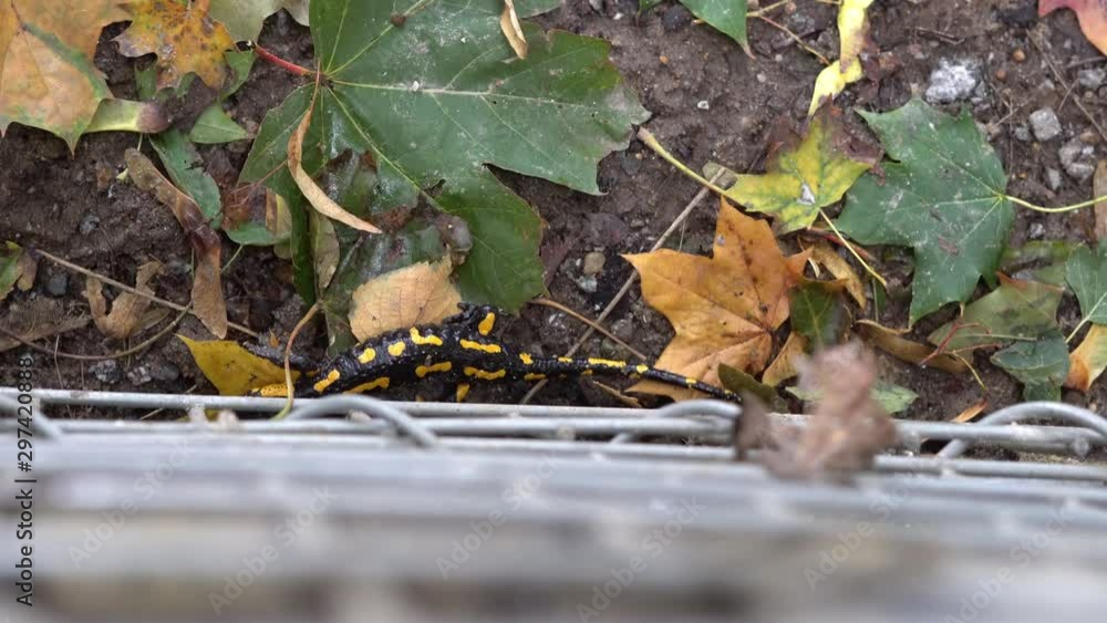 Fire salamander in its natural habitat (Salamandra salamandra) Fire salamander in its natural habitat (Salamandra salamandra)