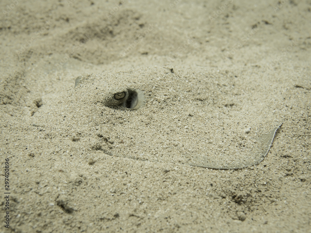A blue spotted stingray hides in the sand on the bottom of the sea A blue spotted stingray hides in the sand on the bottom of the sea