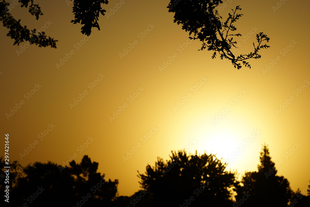 Fototapeta premium Sunset and Dark shadow of the tree