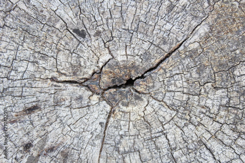 old wood texture of tree stump
