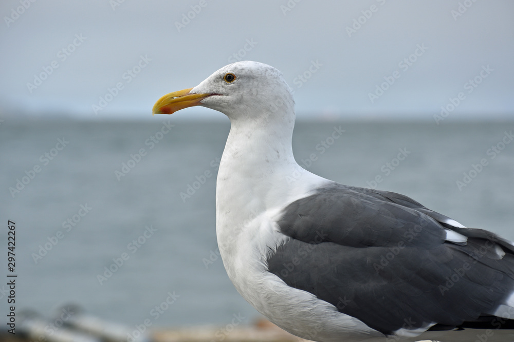 Seagull Seagull
