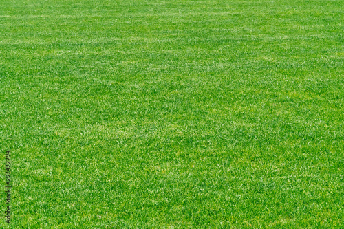 Green grass texture background. Stadium grass landscape