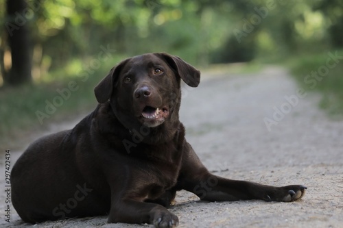 Brauner Labrador auf einem Weg liegend