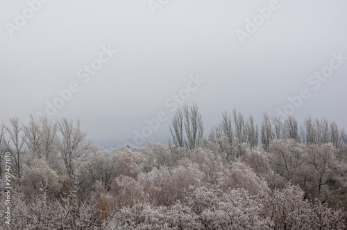 Wallpaper Mural Winter urban frosty landscape - snow covered trees on foggy background Torontodigital.ca