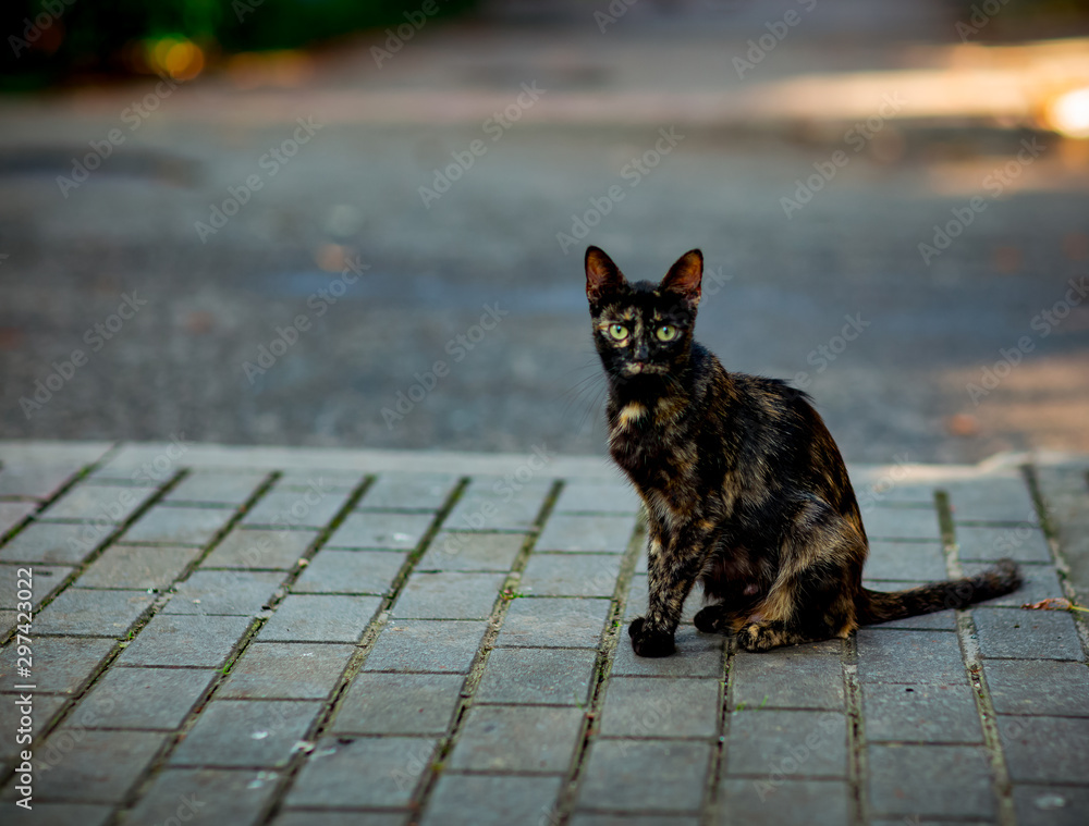 Naklejka premium tricolor, brown, domestic cat with green eyes, sitting under a tree and waiting