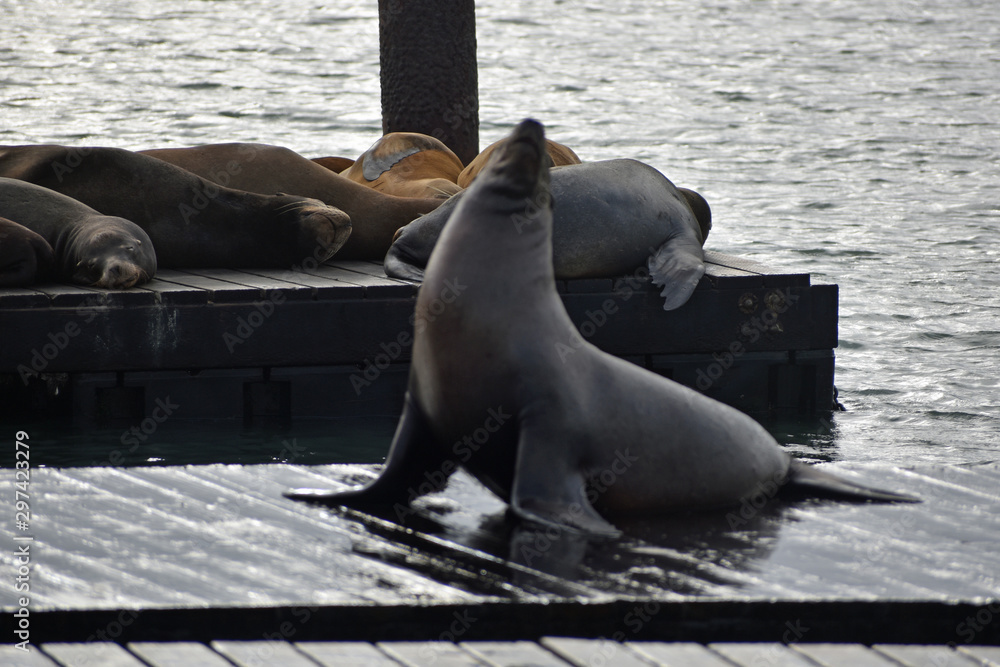 Fototapeta premium Sea Lions at Pier 39