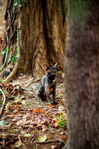 tricolor, brown, domestic cat with green eyes, sitting under a tree and waiting