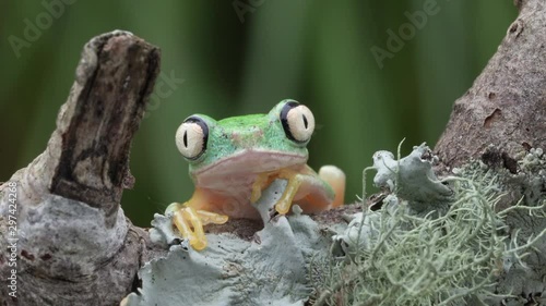 Lemur Leaf Frog with bug-eyes blinking 4K