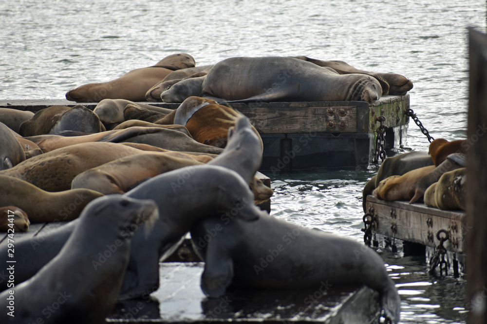Fototapeta premium Sea Lions at Pier 39