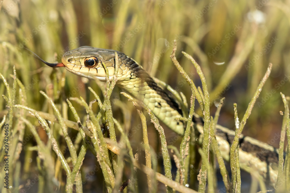 Fototapeta premium snake