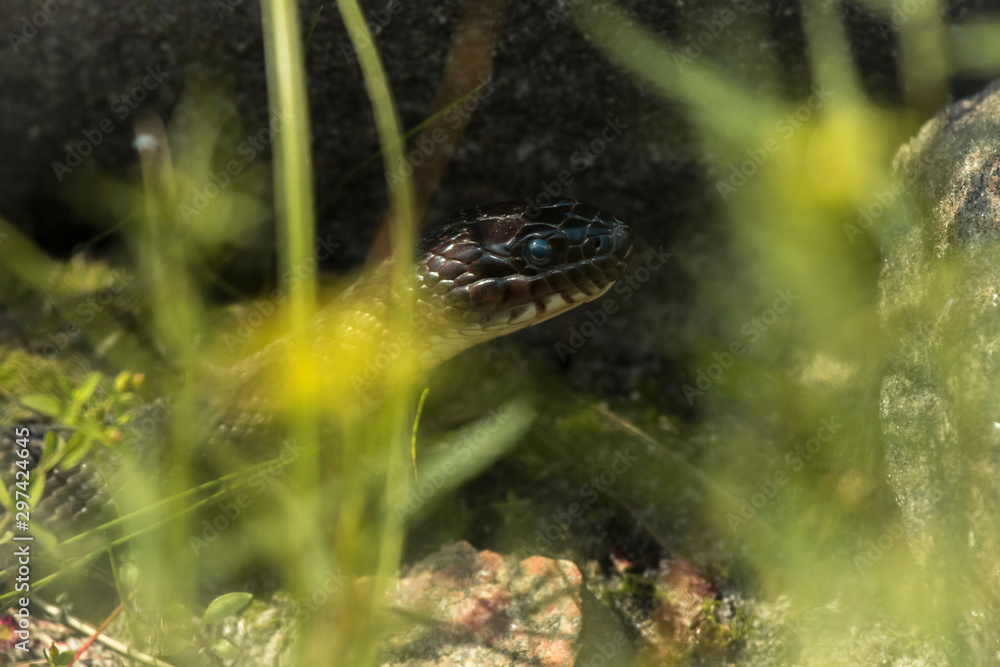 Obraz premium snake