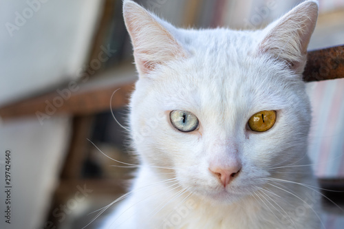 cat with heterochromia