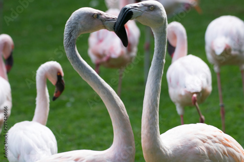 Flamencos contorno corazón