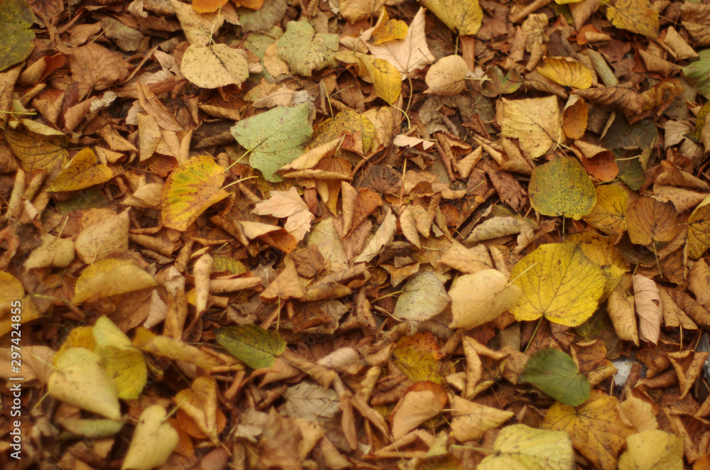 Herbstblätter 1 Herbstblätter 1