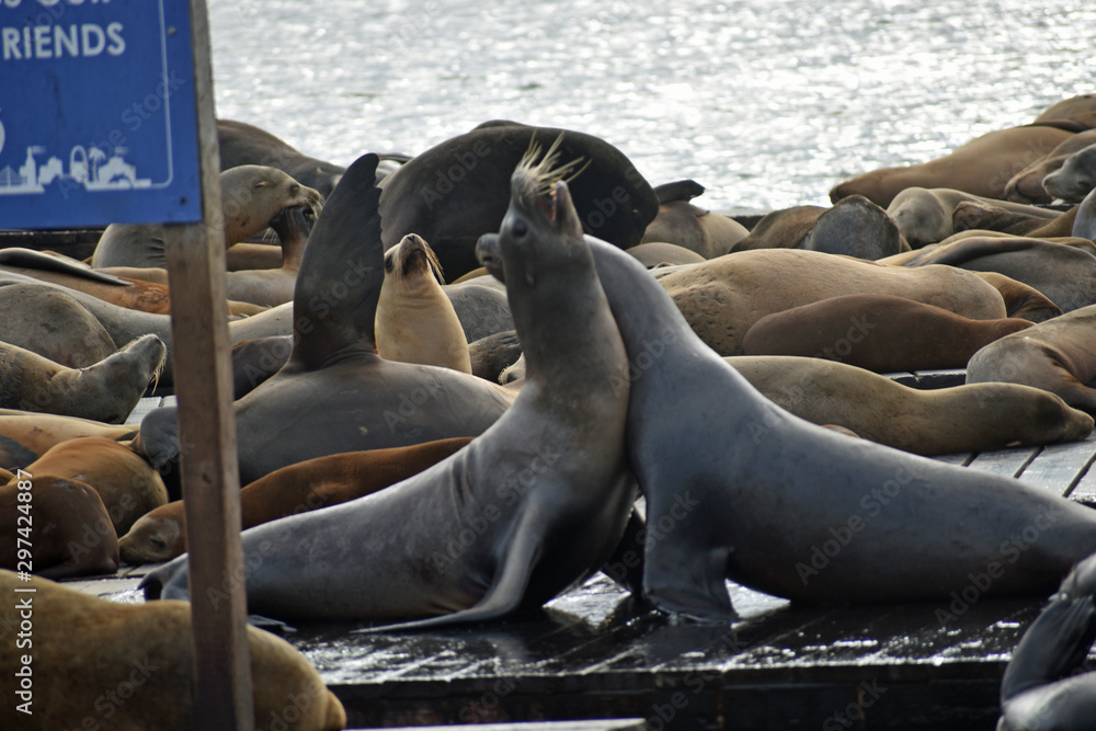 Fototapeta premium Sea Lions at Pier 39