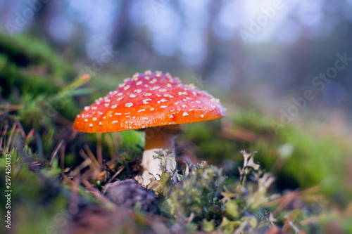Fly agaric mushroom (lat. Amanita muscaria) growing among the moss in the forest at sunny autumn day