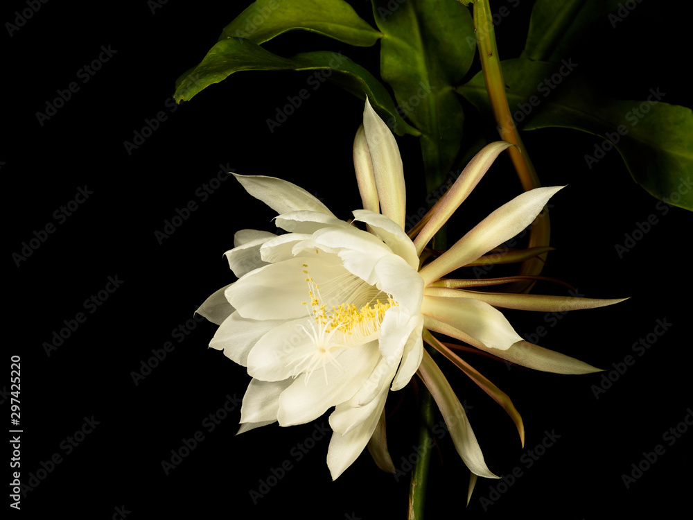 Blossom of cactus epiphyllum oxypetalum against black background