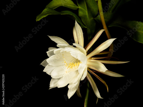 Obraz na płótnie Blossom of cactus epiphyllum oxypetalum against black background w salonie
