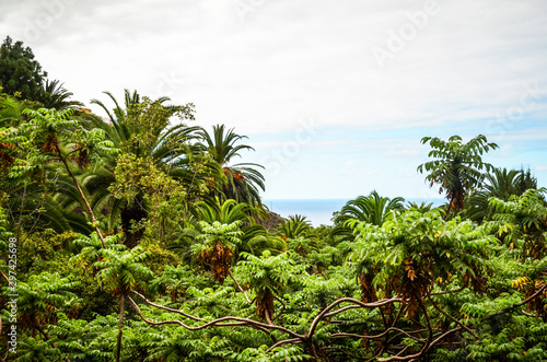 Wallpaper Mural Palms Torontodigital.ca