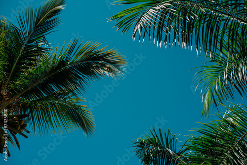 Palm trees background behind blue sky. Concept travel © Ксения Левашова