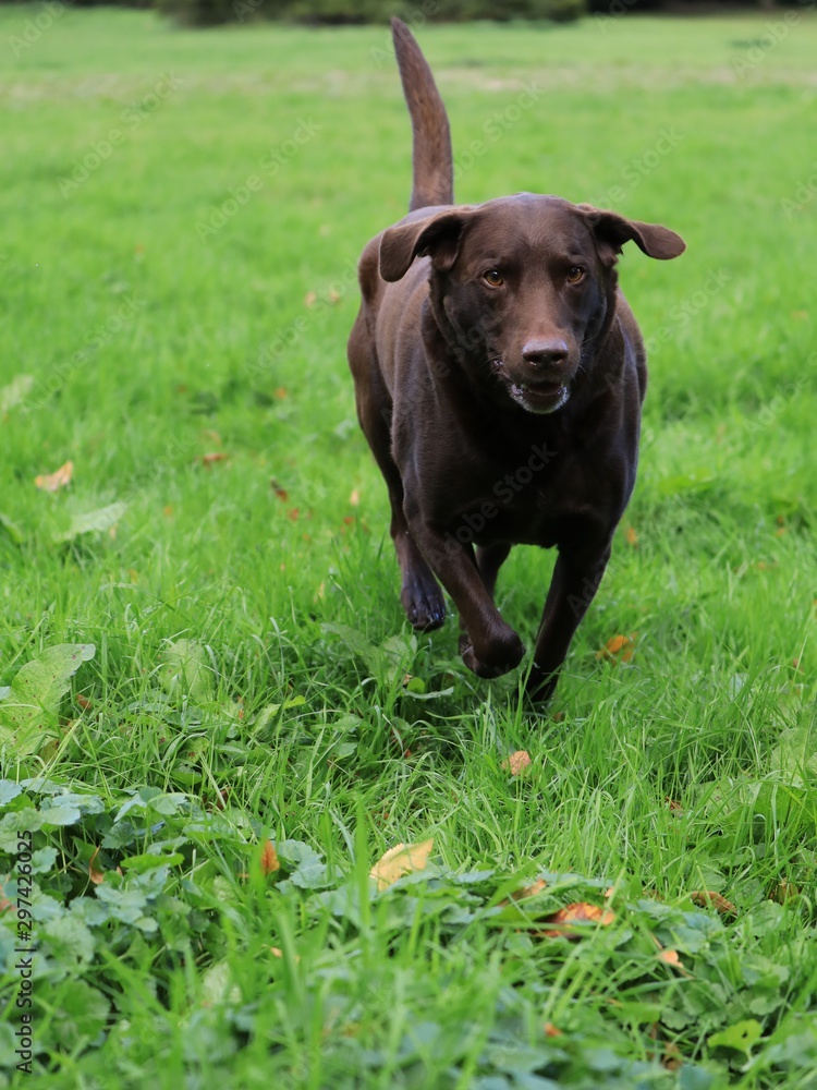 Labrador Retriever, der über eine Sommerwiese läuft. Labrador Retriever, der über eine Sommerwiese läuft.