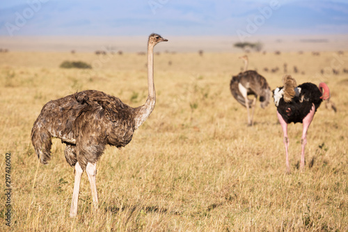 Animal wildlife. Ostriches before making love. Animal sex games. Masai Mara national park, Kenya, Africa.