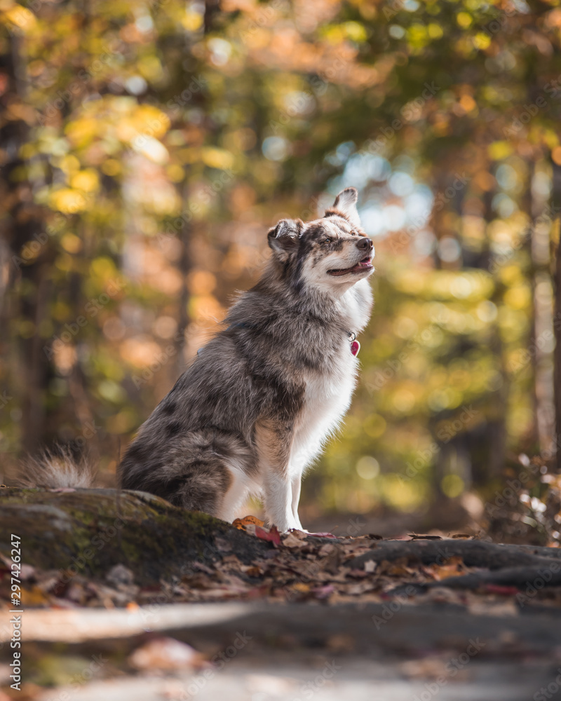 Dog Posing in the woods with fall color in the midwest