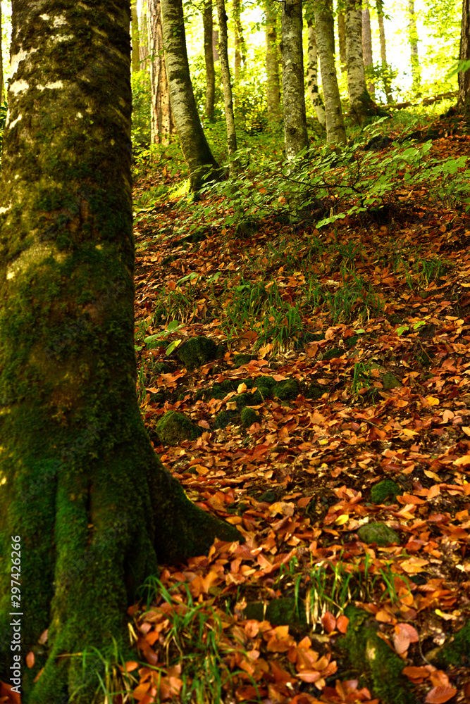 Yedigoller National Park, fallen autumn leaves Yedigoller National Park, fallen autumn leaves