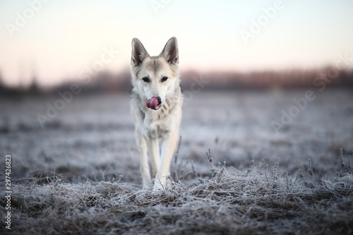 Charismatic dog at walk in winter at dawn