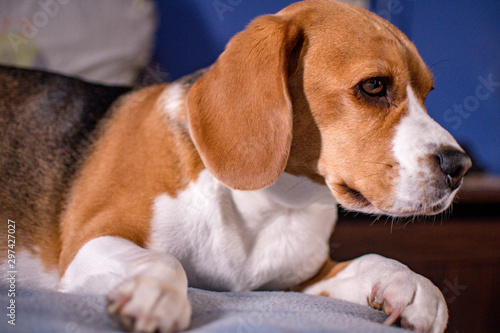 Beagle dog © Carolina