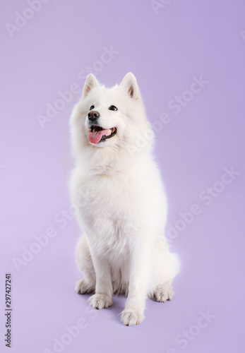 Photos Cute Samoyed dog on color background