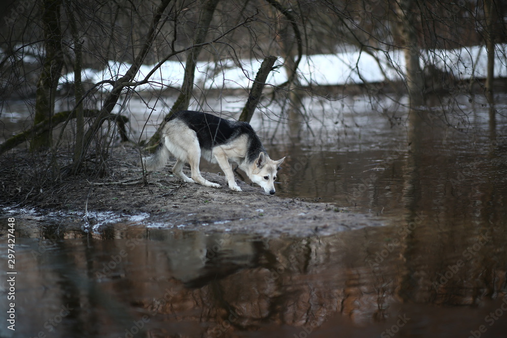 Obraz premium Charismatic dog at walk in winter at dawn