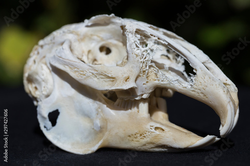 Skull of a hare on a black background. Rodent - (Lepus timidus). The bones of the head of the animal.