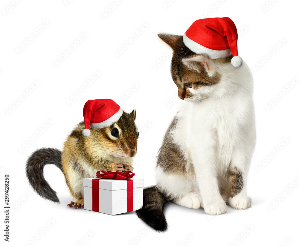 Funny christmas pet, funny squirrel and cat with santa hat and g Funny christmas pet, funny squirrel and cat with santa hat and g