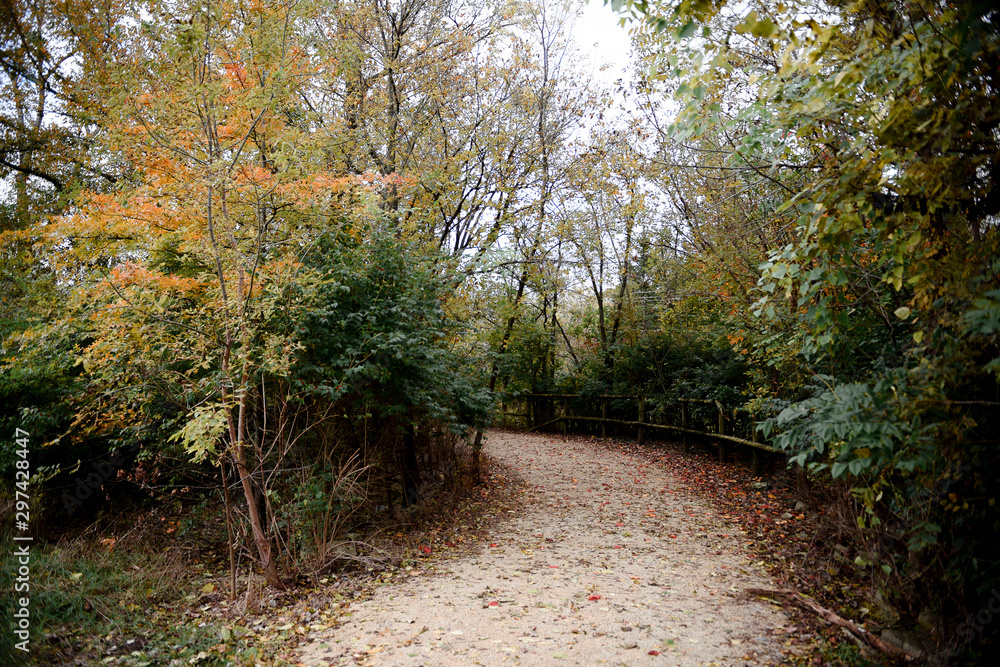 Fototapeta premium Fall path