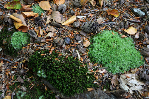 Plant litter - backwoods in Pomerania photo