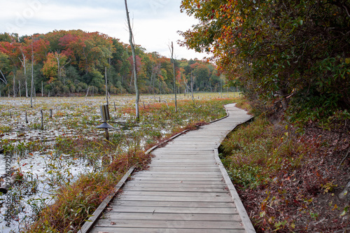 Carta da parati view from boardwalk path at calvert cliffs state park in southern maryland usa