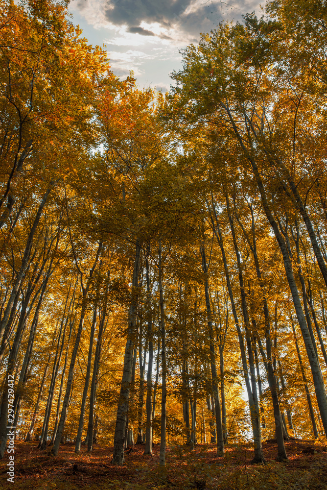 Obraz premium Oak forest