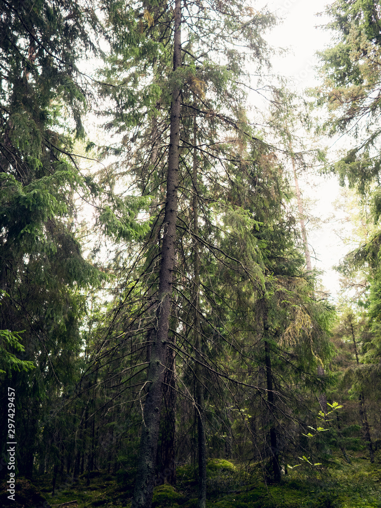 Obraz premium trees in the forest