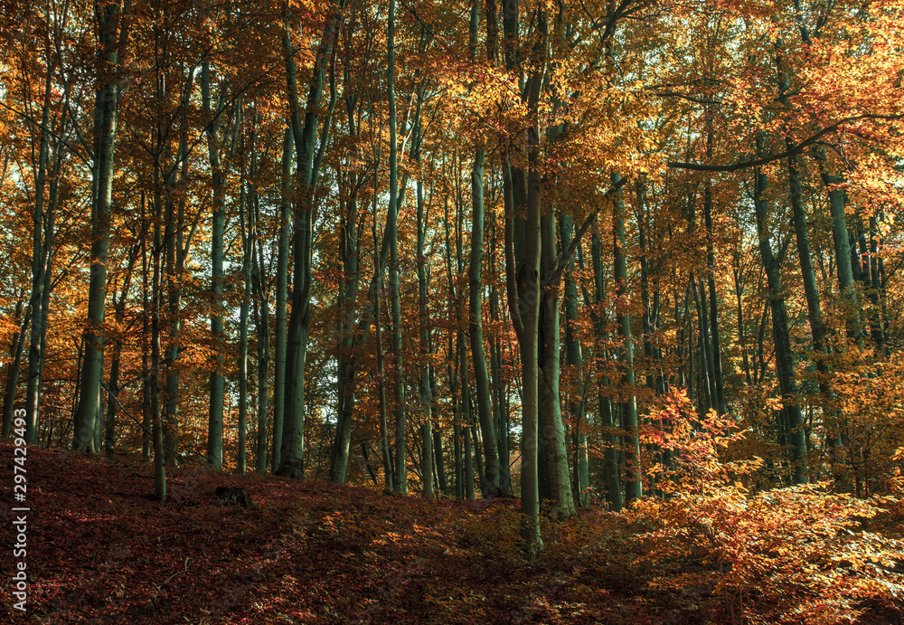 Oak forest Oak forest